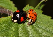Marienkaefer Paarung Aueteich FKB